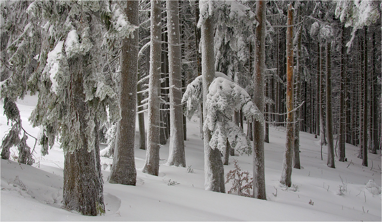 Winterwald