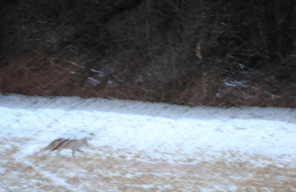 ~ Fuchs im Schneesturm ~