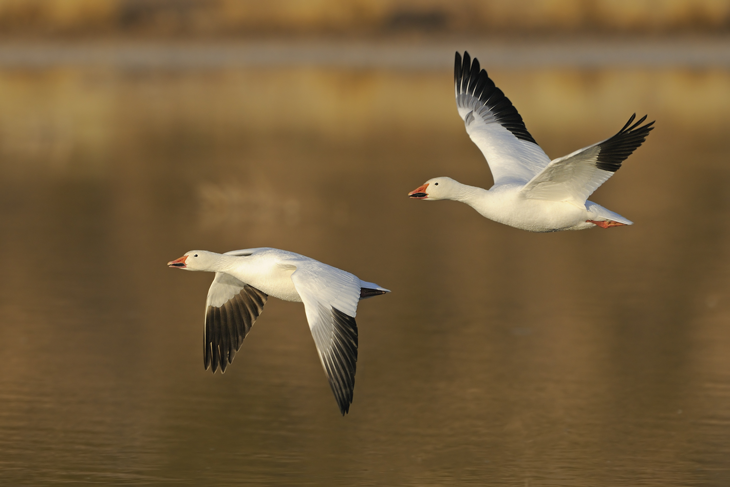 Flug übers Wasser