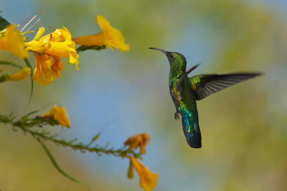 Green Throated Carib