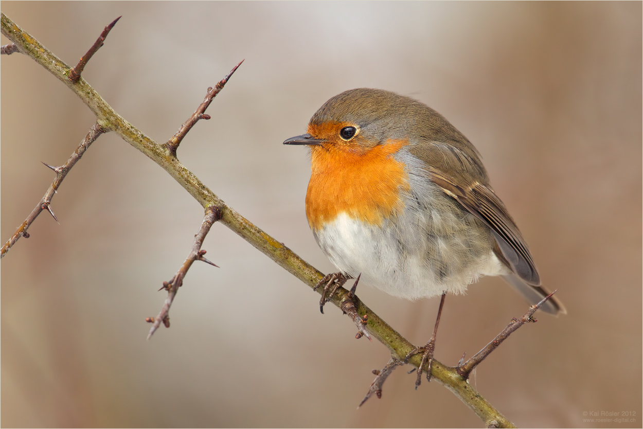 Noch ein Rotkehlchen (Forum für Naturfotografen)