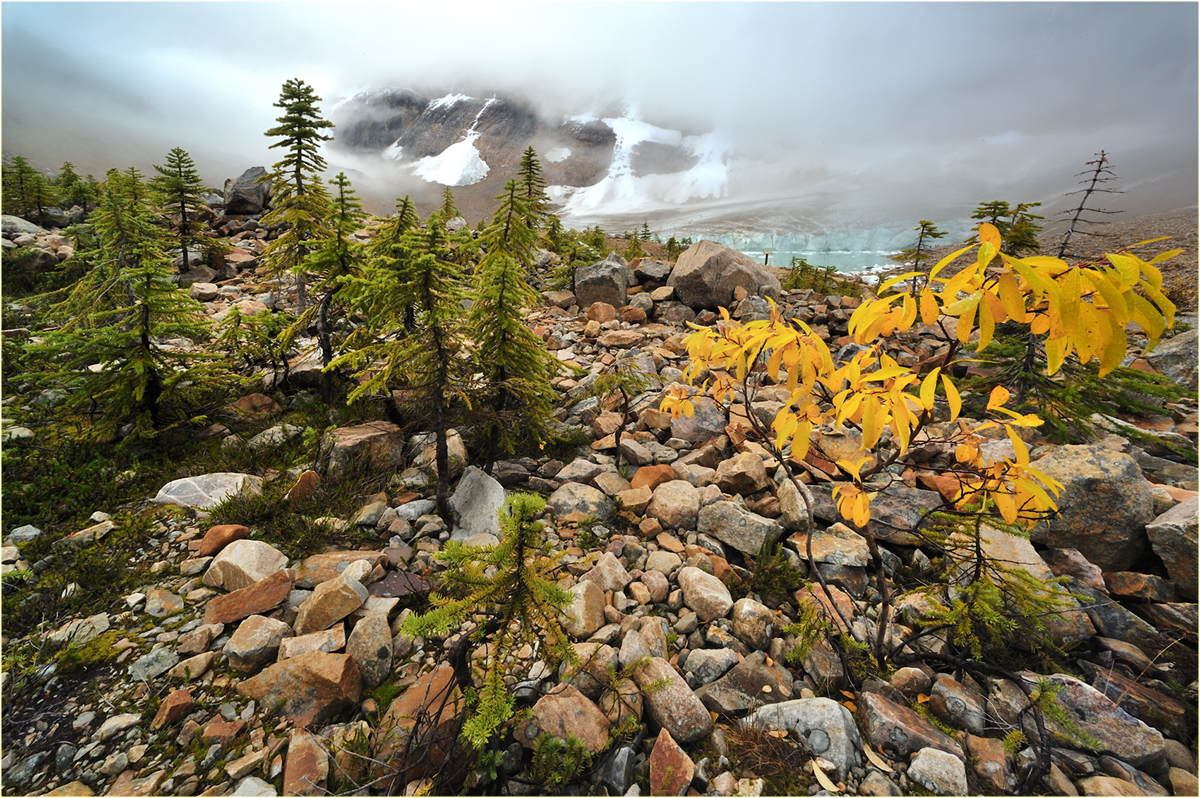 Herbst am Mount Edith Cavell Glacier