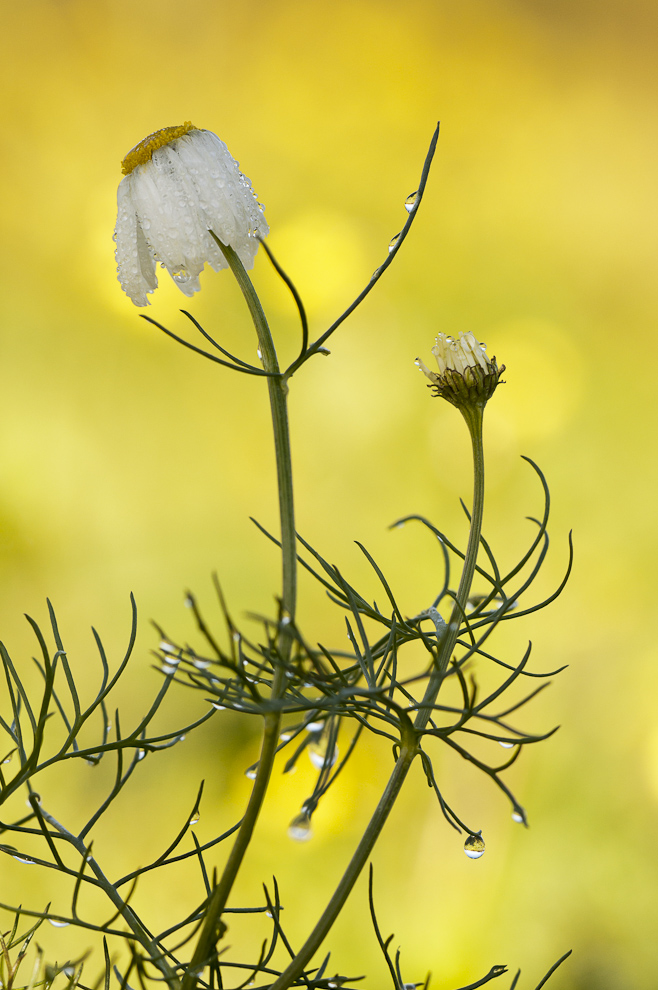 Echte Kamille (Matricaria chamomilla)