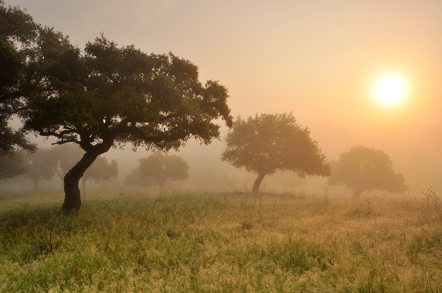 Nebel im Korkeichenwald