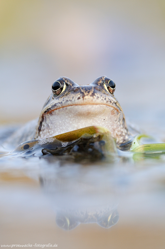 Grasfrosch