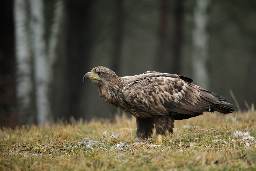 Seeadler