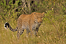 Leopard , Massai Mara