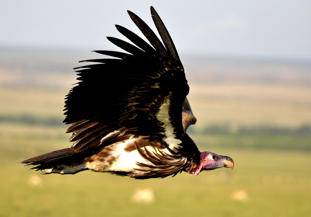 Ohrengeier im Flug