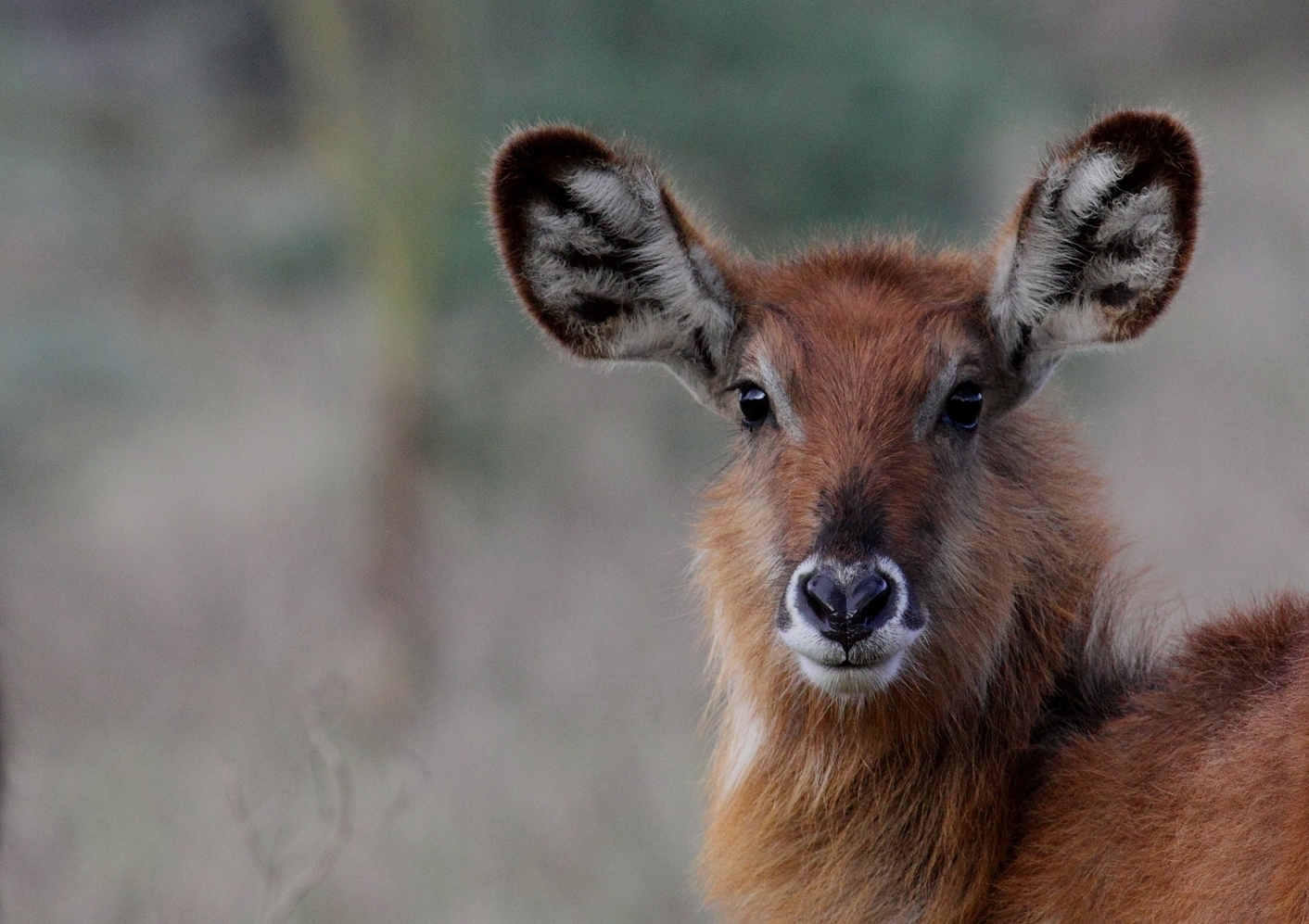 Junger Wasserbock