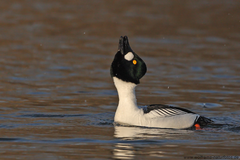 Schellente (Bucephala clangula)