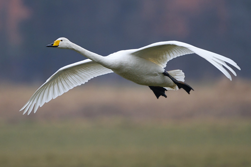 Singschwan im Landeanflug