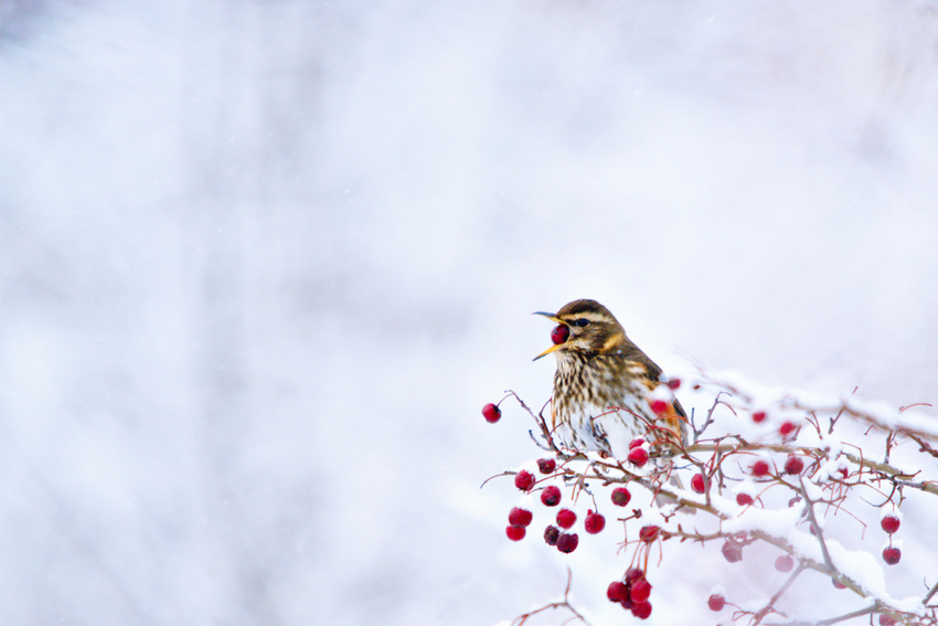 Rotdrossel (Turdus iliacus)