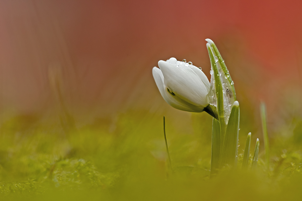 Schneeglöckchen