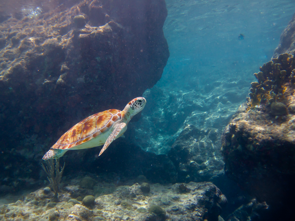 shallow water