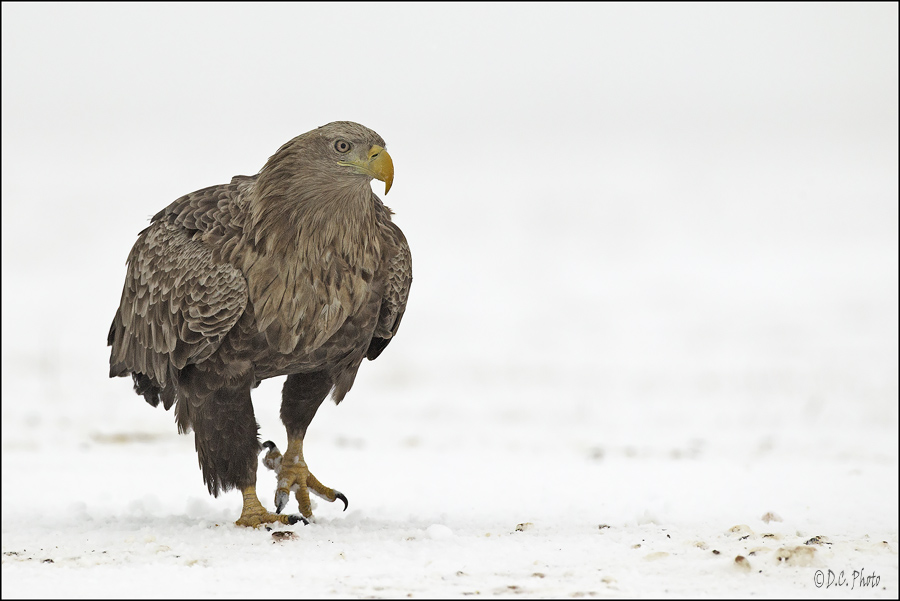 White-tailed Eagle