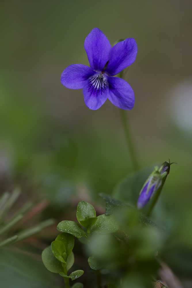 Hainveilchen - Viola riviniana