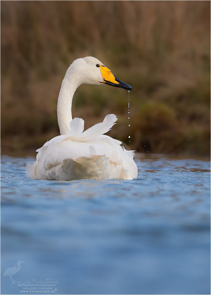 Singschwan