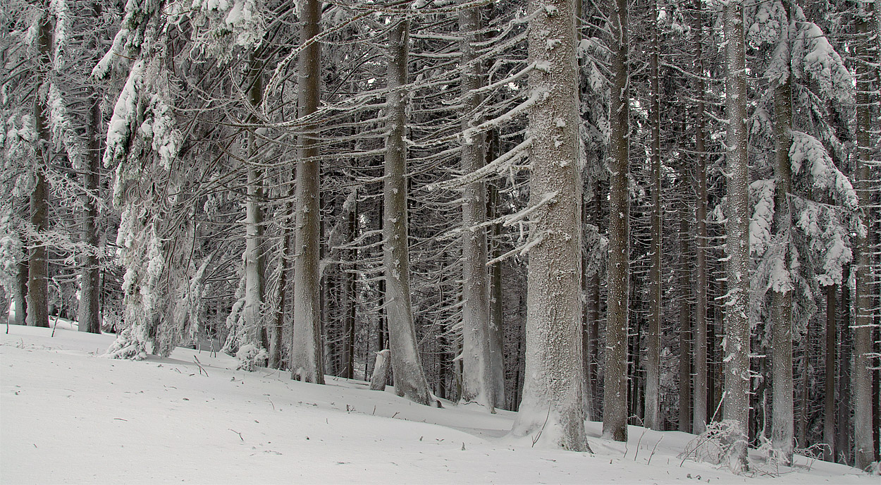 Winterwald III