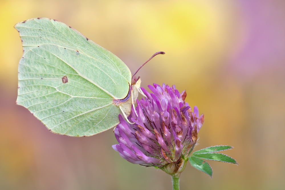 Gonepteryx rhamni