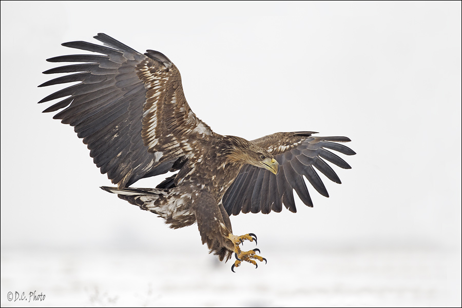 White-tailed Eagle II.