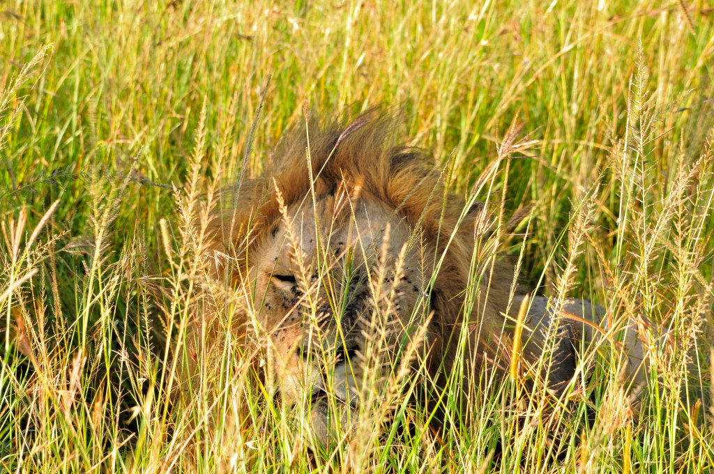 Löwe im Kontrastfeld