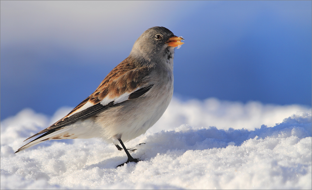 Schneefink..(Montifrigilla nivalis)