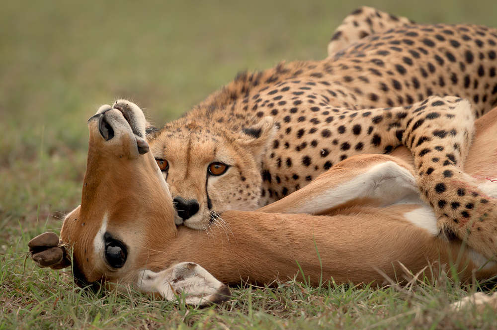 Gepard am Riss (Forum für Naturfotografen)