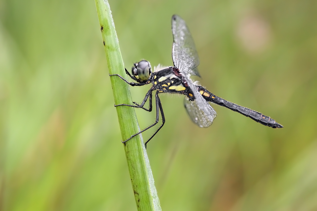 Sympetrum danae