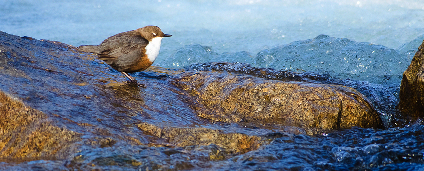 Wasseramsel
