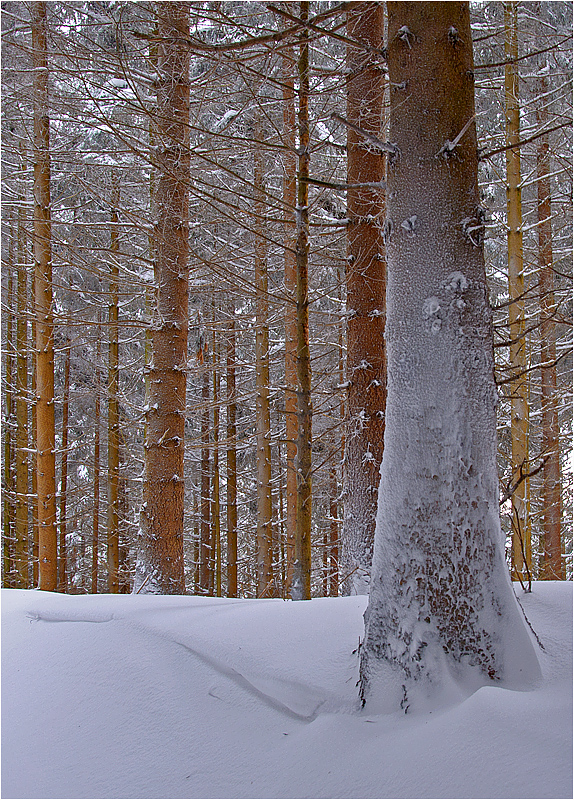 Winterwald IV