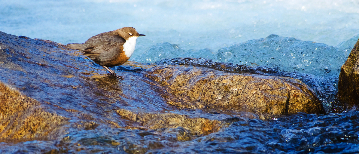 Wasseramsel