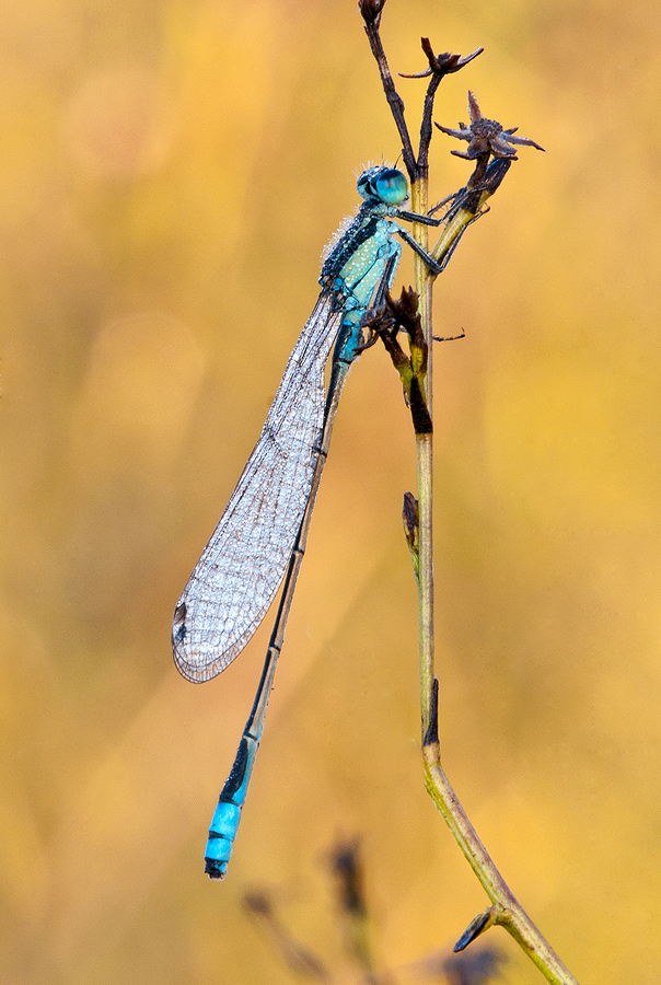 Common Bluetail