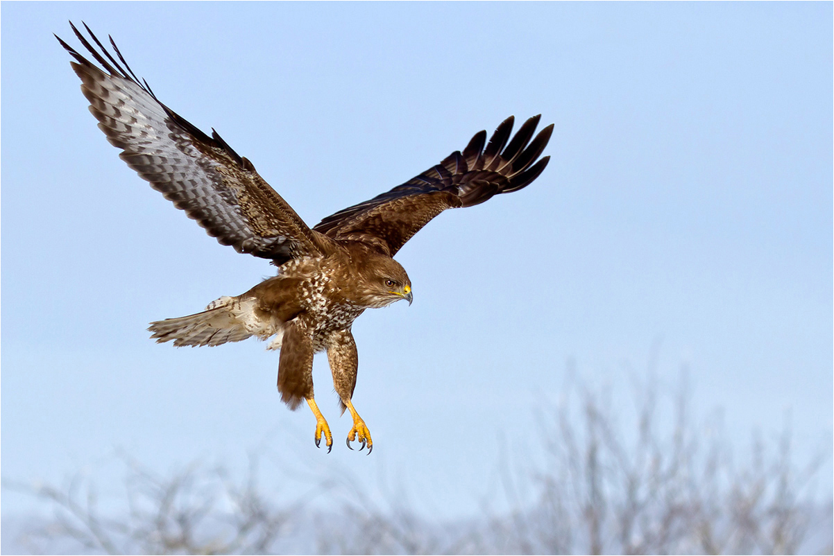 Mäusebussard (Forum für Naturfotografen)