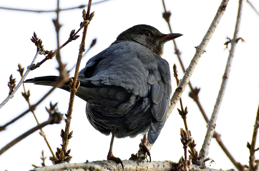 Amsel