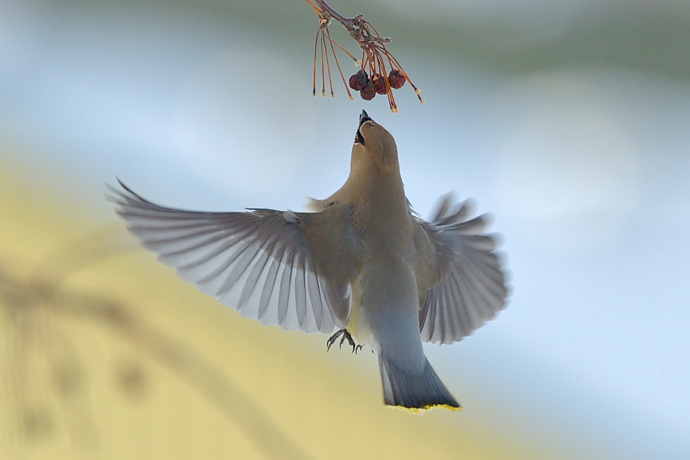 Zedernseidenschwanz (Bombycilla cedrorum)
