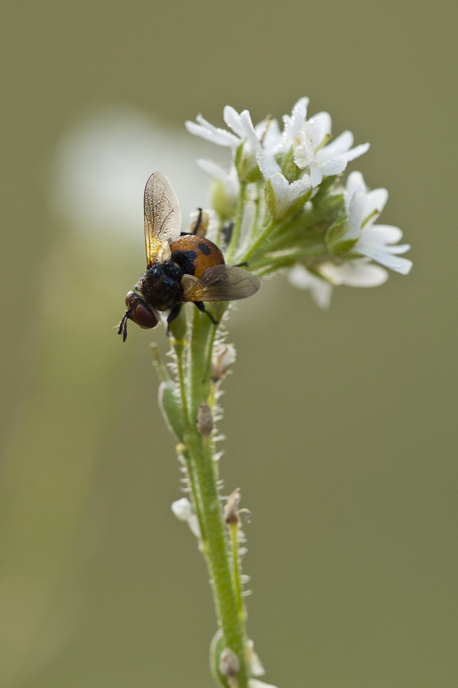 Kleine Fliege