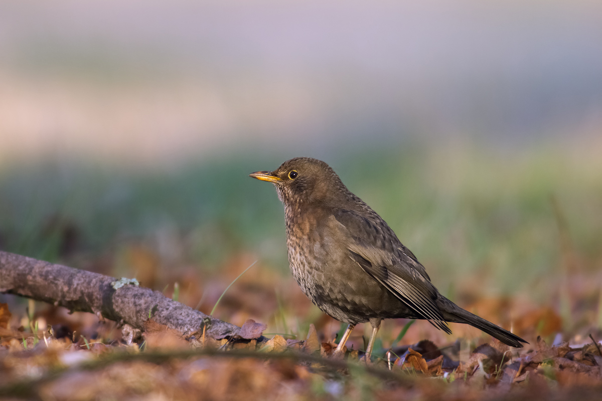 Amsel Forum Amsel Forum