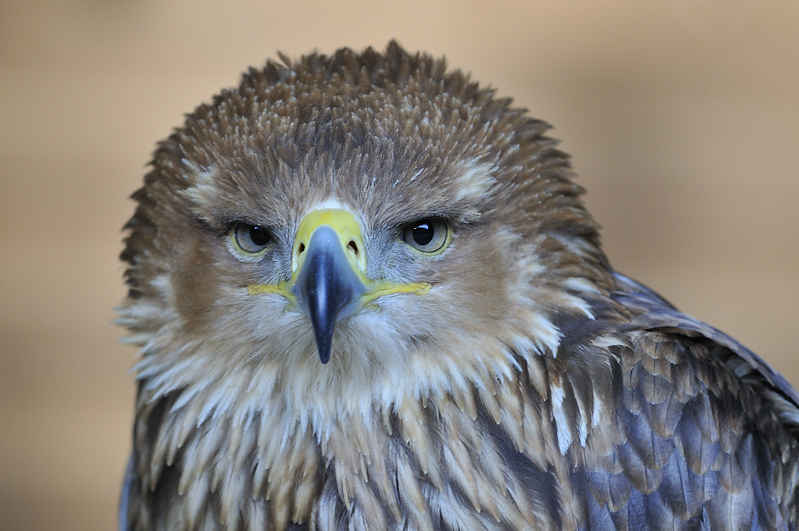 Kaiseradler