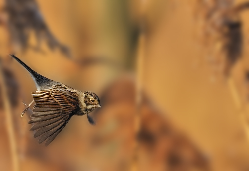 Rohrammer beim Abflug  des Schilffs