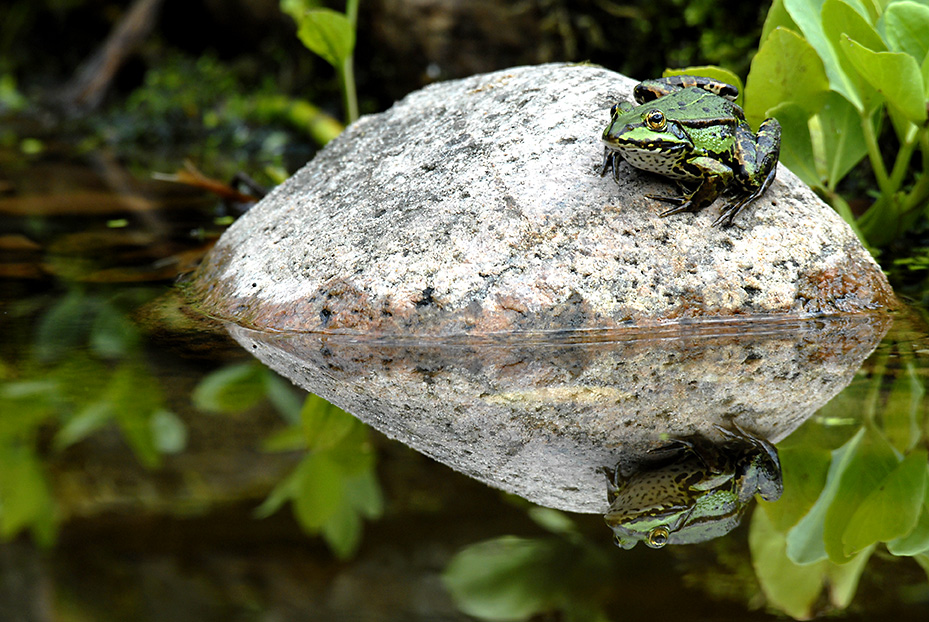 Teichfrosch mit Spiegelung