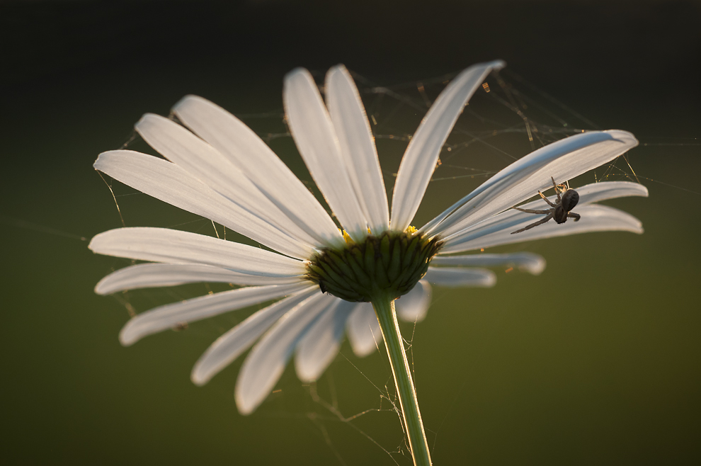 Blumen-Netzwerk