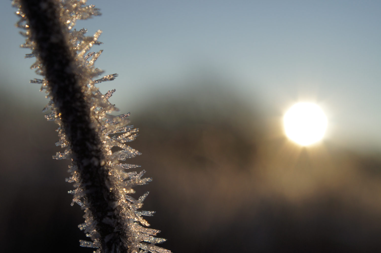 Wintermorgen im Moor