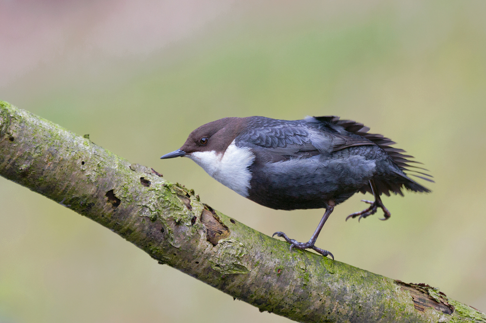 Wasseramsel