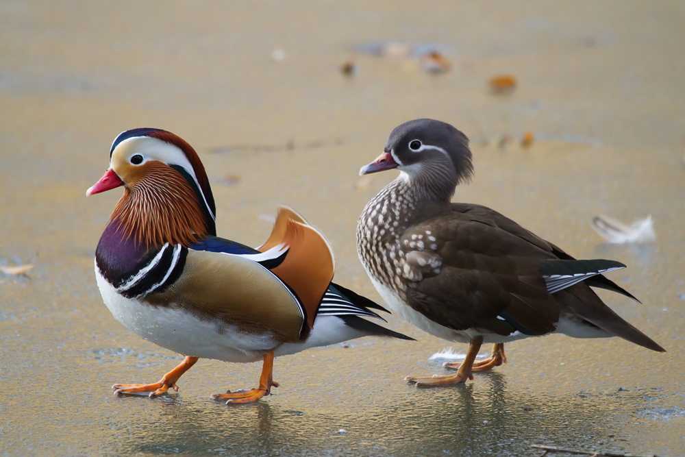 Mandarinenten