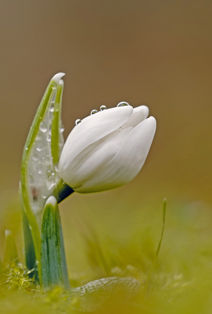 Ein Hauch von Frühling II