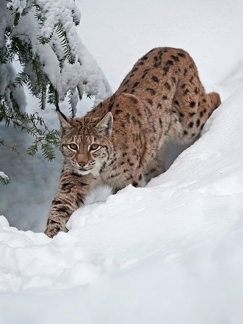 Luchs