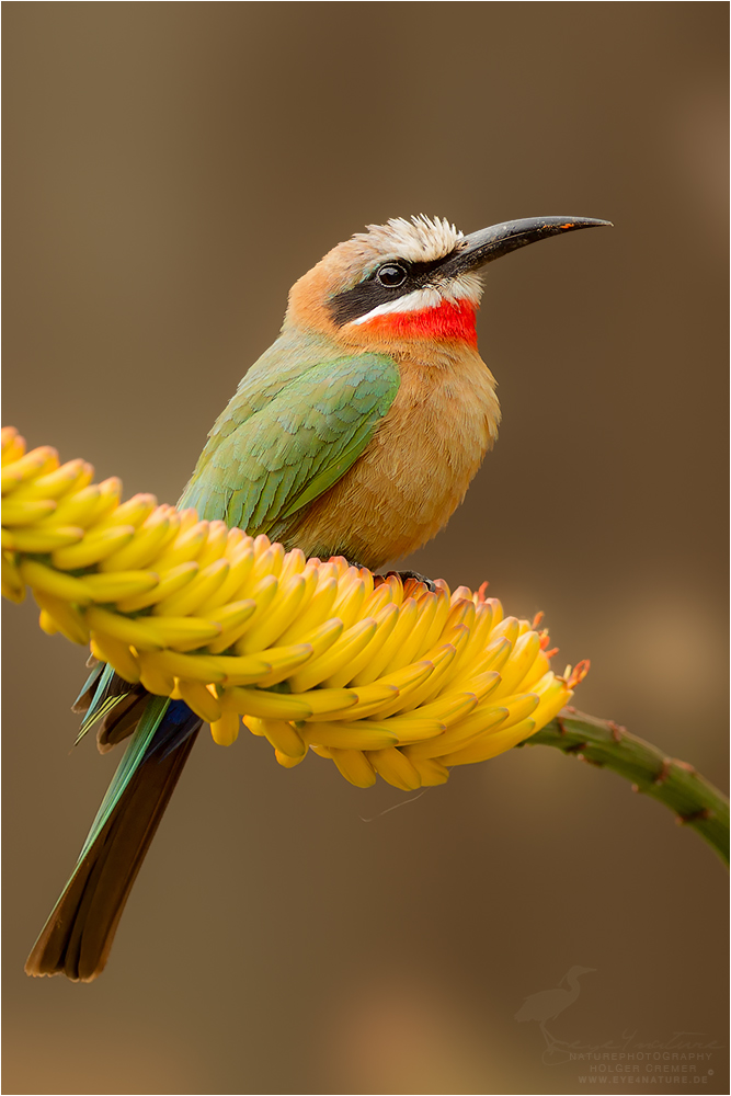 White Fronted Bee-Eater