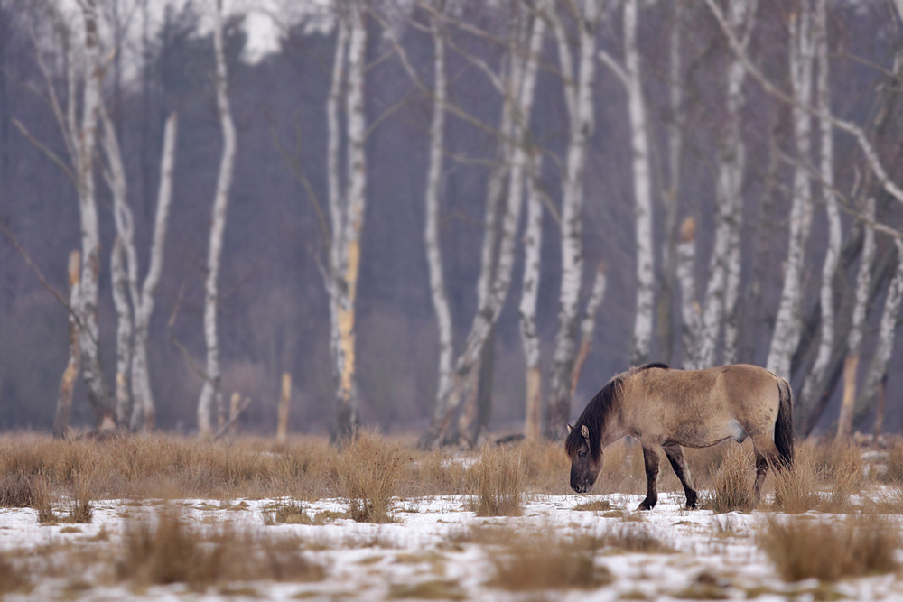 Konik 2