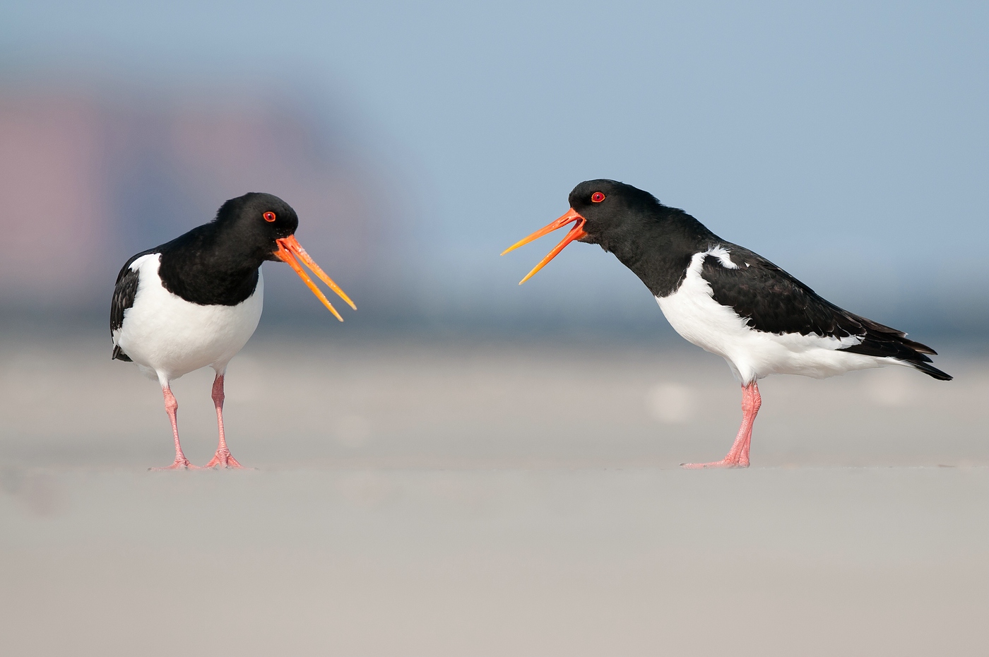 Austernfischer (Haematopus ostralegus)