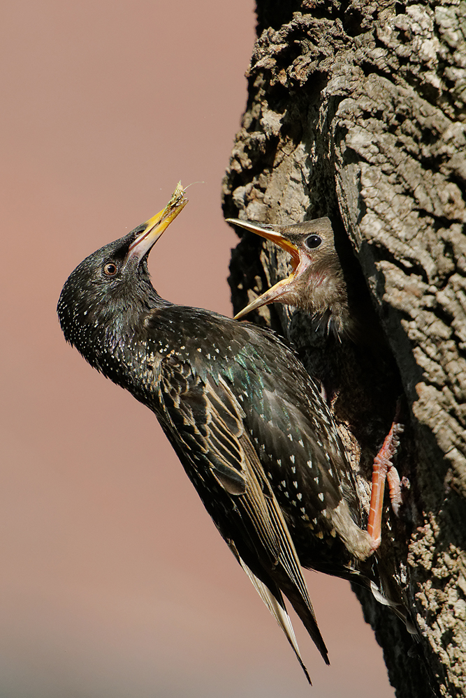 Star am Nest